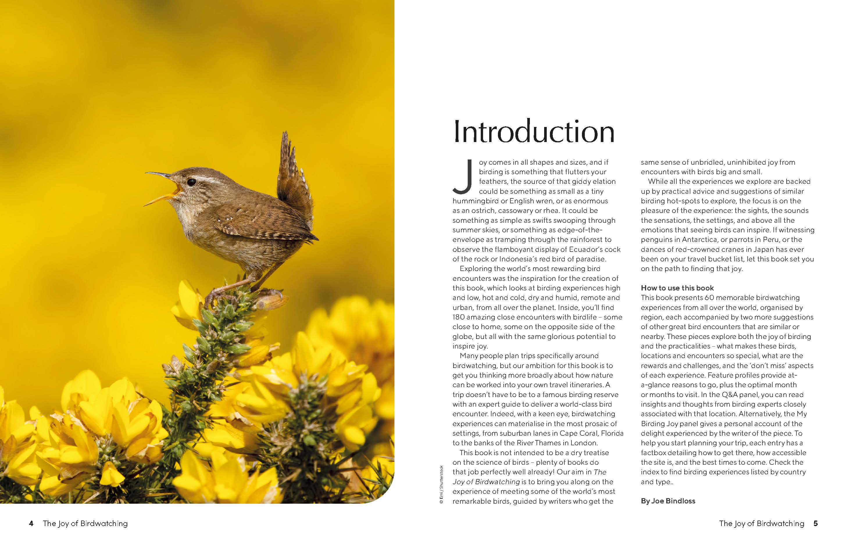 The Joy of Birdwatching - Image 3