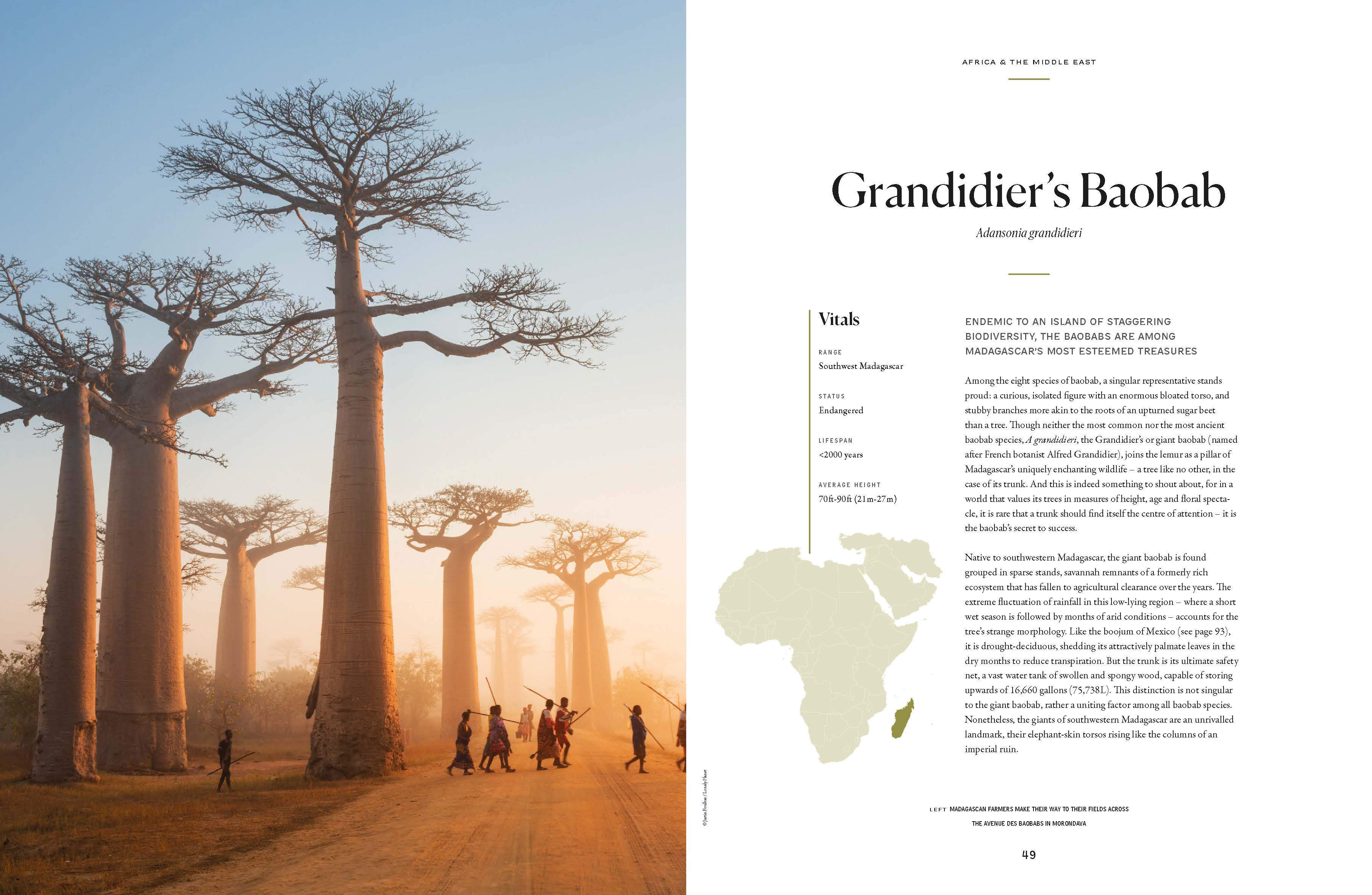 The Tree Atlas - Image 7