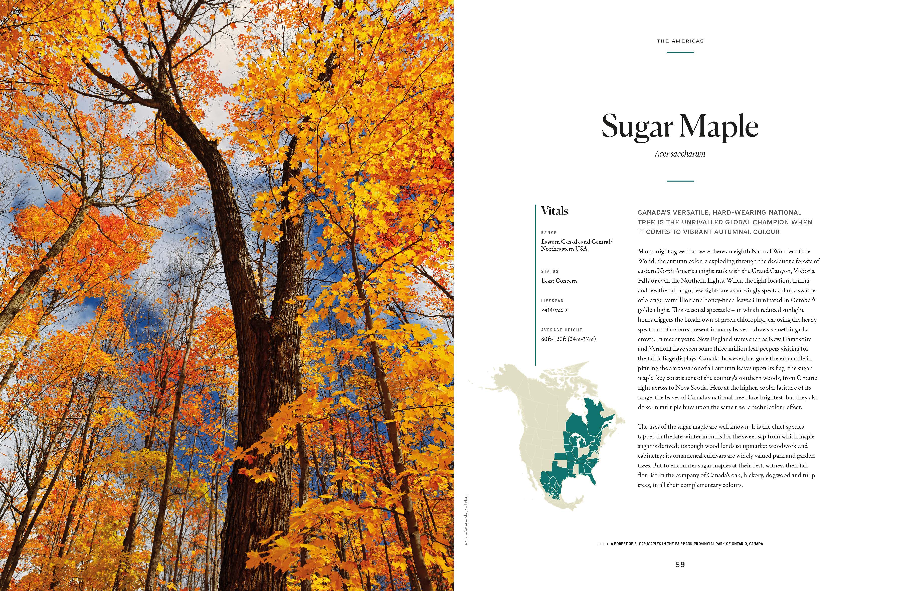 The Tree Atlas - Image 9